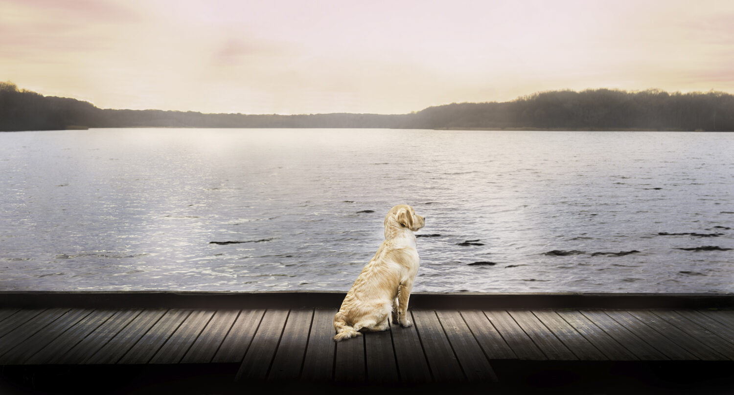 Comment se déroule une séance photo pour chien ?