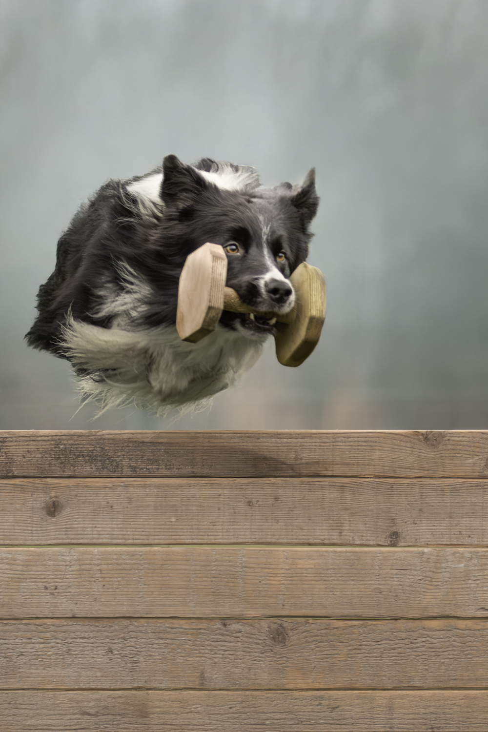 photographe chien lille lens arras