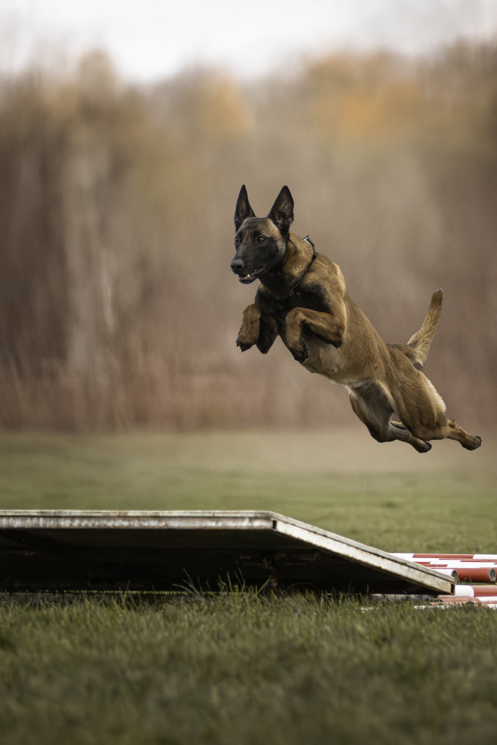 Le sport canin et la photographie