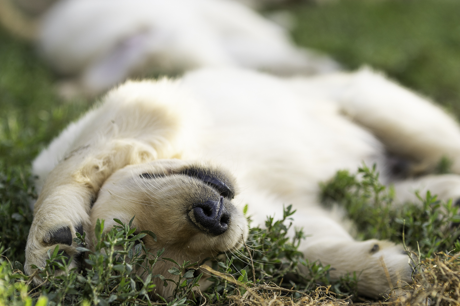 Comment photographier un chien comment un pro ?