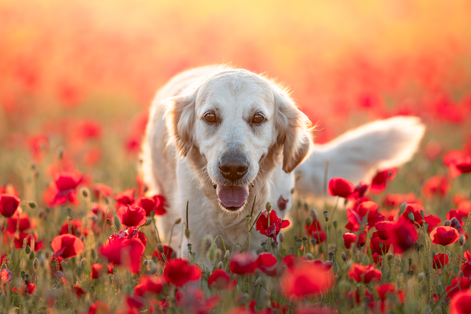 Les meilleurs endroits pour prendre en photo son animal Les meilleurs endroits pour prendre en photo son animal