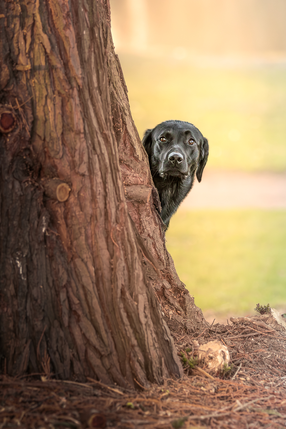 Comment choisir un photographe animalier ?