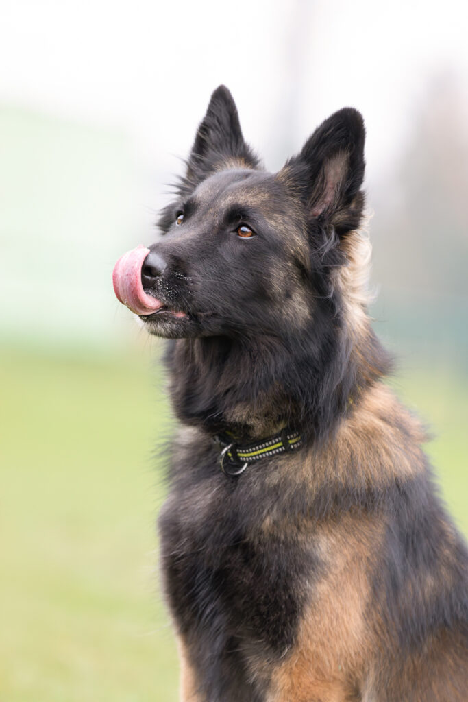 photographe chien