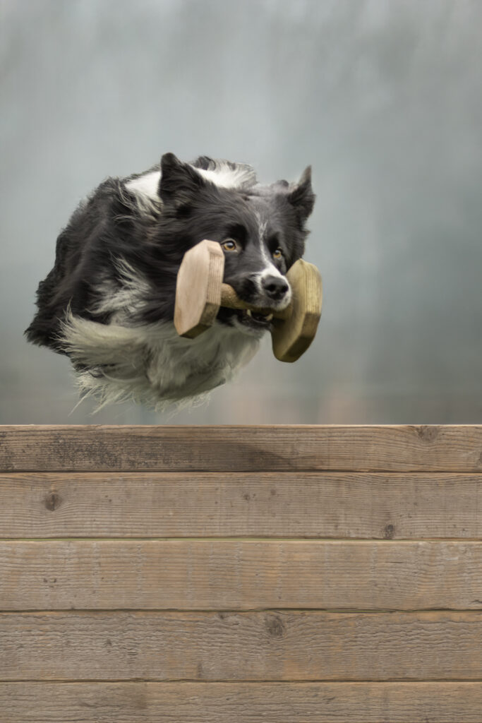photographe chien hauts de france
