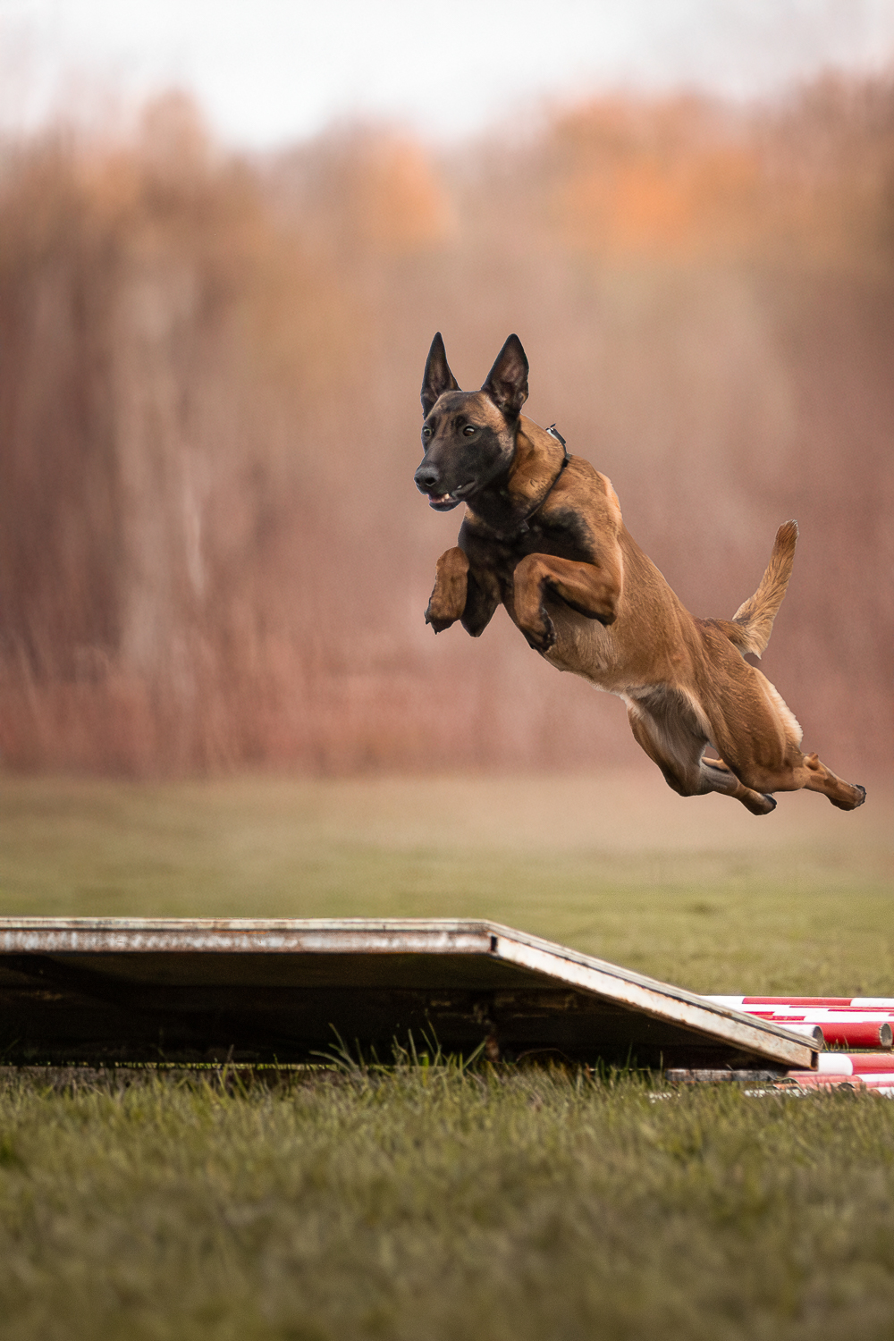 Le sport canin et la photographie