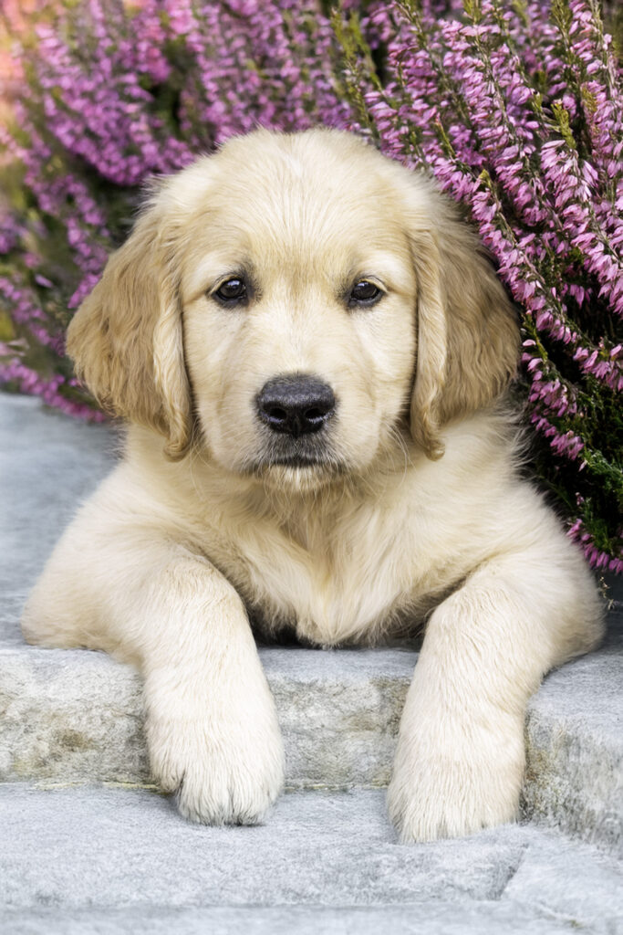 Photographe chien lille
