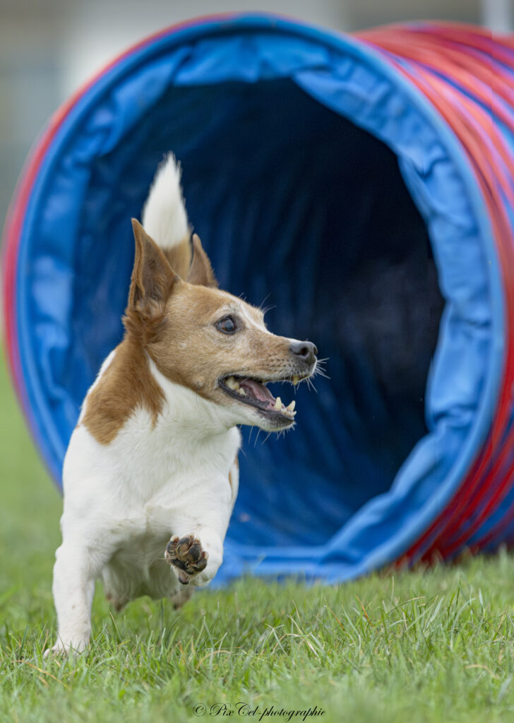 chien agility