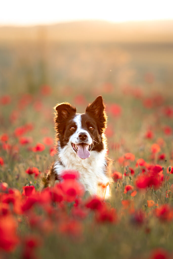 chien coquelicots